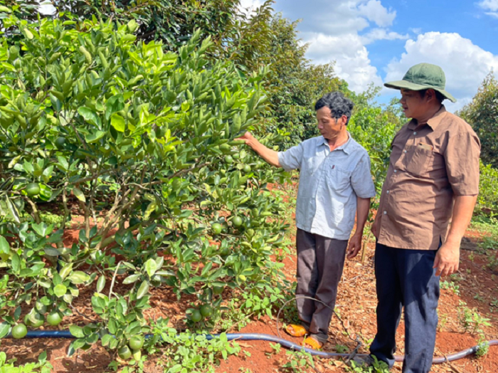 Làm giàu từ trồng xen các loại cây ăn trái.
